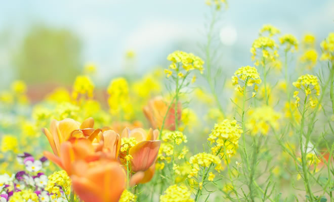 お花